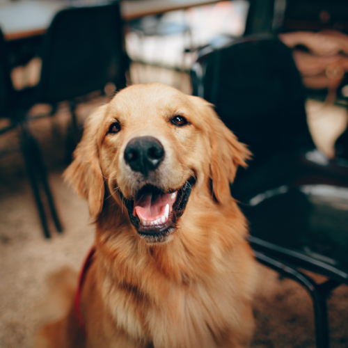 Luna - Golden Retriever, wird vermisst